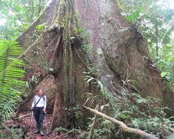 Ceiba pentranda (17161121825).jpg