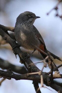 Chestnut-vented Tit-babbler, Parisoma subcaeruleum.jpg