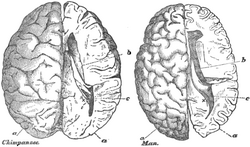 Chimpanzee and human brain scaled to the same size Thomas Henry Huxley.png