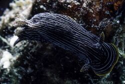 Chromodoris lineolata-3.jpg