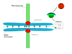 Chromosome cohesion - en.png