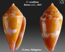 Conus corallinus 2.jpg