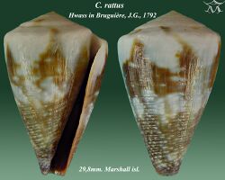 Conus rattus 4.jpg