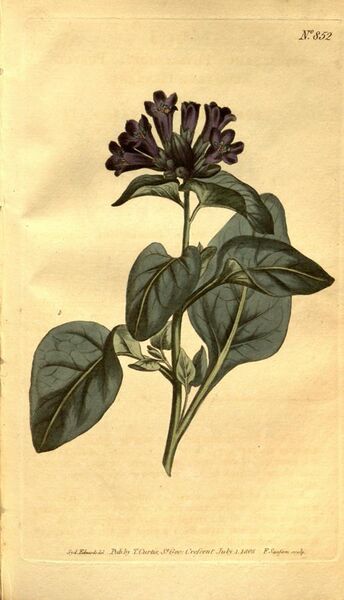 File:Curtis's botanical magazine (No. 852) (8469918743).jpg