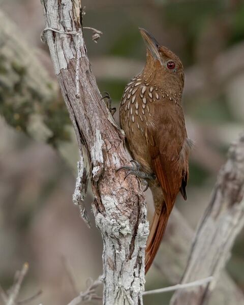 File:Dendexetastes rufigula - Cinnamon-throated Woodcreeper; Manaus, Amazonas, Brazil.jpg