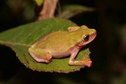 Dendropsophus elianeae.jpg