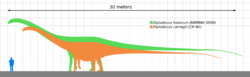 Diplodocus species size comparison.svg