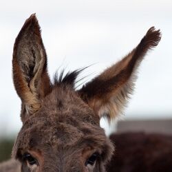 Donkey's ear.jpeg