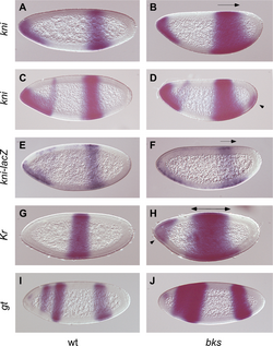 Drosophila gap gene in situ brakeless mutant.png