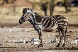 Equus zebra hartmannae - Etosha 2015.jpg