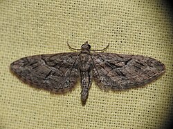 Eupithecia oxycedrata 002.jpg