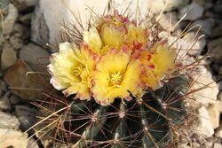 Ferocactus hamatacanthus pm.JPG