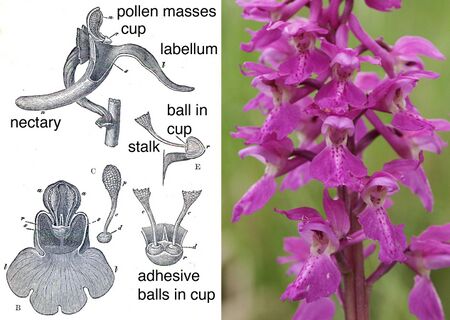 photograph of a spire of purple flowers, and drawing showing the working parts of the flower