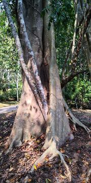 Ficus maclellandii – Stem with bark. January 2020. Location: CAS XSB Botanical Garden, Mengla, Xishuangbanna, Yunnan, SW China.21.927822, 101.253311.
