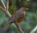 Flickr - Dario Sanches - SABIÁ-LARANJEIRA (Turdus rufiventris).jpg