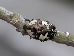 Flower chafer beetle. Tribe- Cetoniini (29345825672).jpg