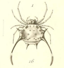 Gasteracantha clavigera from Simon 1877.png