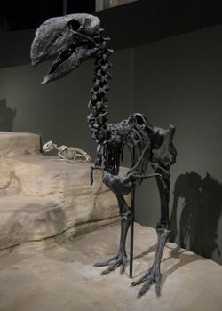 Gastornis, a large flightless bird from the Eocene of Wyoming.jpg