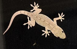 Gekko swinhonis 234848145.jpg