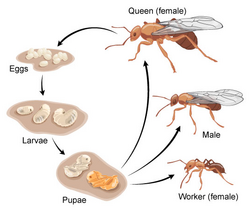 drawing of ant life cycle.