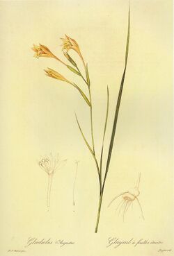 Gladiolus angustus in Les liliacees.jpg