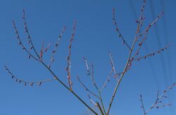 Gonocarpus micranthus.jpg
