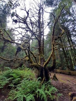 Hymenophyton flabellatum found in Growling Swallett