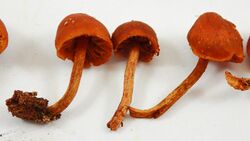 Gymnopilus rufescens Hesler 992306.jpg