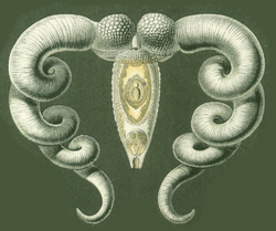 Haeckel Platodes Bucephalus.png