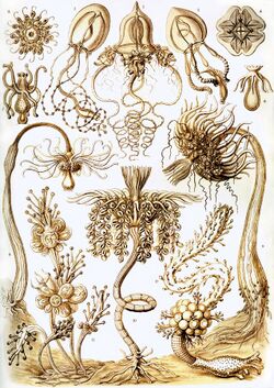 Haeckel Tubulariae.jpg