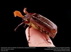 Hammond's Lined June Beetle (Scarabaeidae, Polyphylla hammondi) (27297096804).jpg