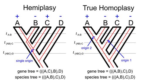 Hemiplasy vs true homoplasy