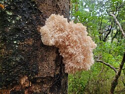 Hericium novae-zealandiae large white.jpg