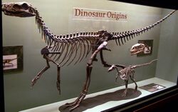 Herrerasaurusskeleton.jpg