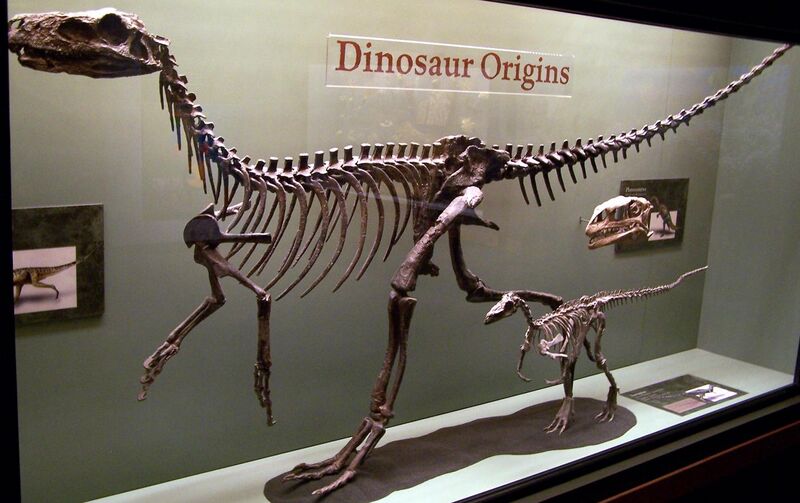 File:Herrerasaurusskeleton.jpg