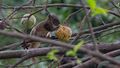 Hoary-bellied Himalayan Squirrel WLB IMG 0020.jpg