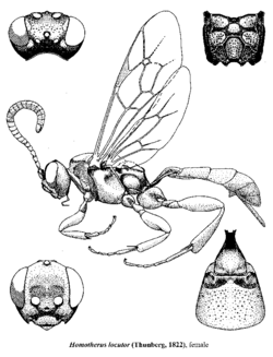 Homotherus locutor (Thunberg, 1822).png
