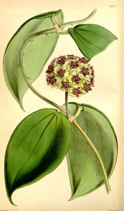 Hoya cinnamomifolia.jpg