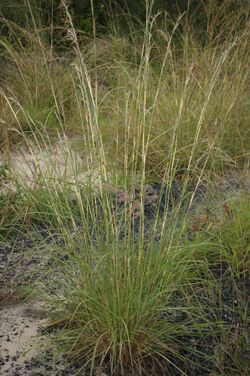 Hyparrhenia rufa stem pattern.jpg