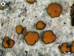 Several irregularly disc-shaped, orange structures with a black rim on a whitish, rough-textured surface