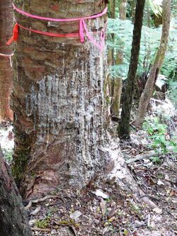 Kauri tree with kauri dieback advancing lesion.jpg