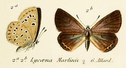 Kretania martinii OD Allard1867.jpg