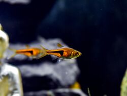 Lambchop Rasbora.jpg