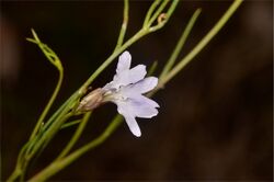 Lechenaultia filiformis.jpg