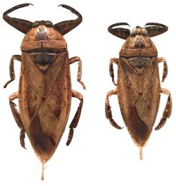 Lethocerus insulanus (two).jpg