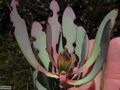 Leucadendron arcuatum 47252021.jpg