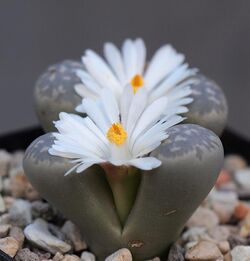 Lithops marmorata C365.jpg