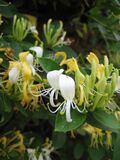 Lonicera japonica 02.JPG