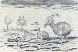 Crude sketch of three terrestrial birds, captioned with the words "a Cacato, a Hen, a Dodo"