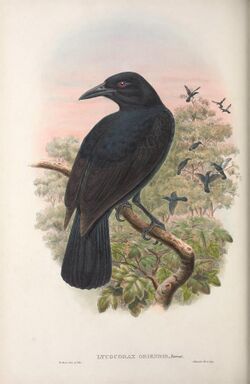 Lycocorax obiensis - Monograph of the Paradiseidae.jpg